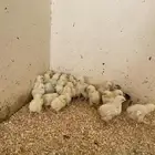 صيصان براهما كولمبي