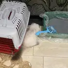 قطه هملايا عمرها شهرين ونص