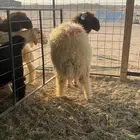 خروف مقفل شحم