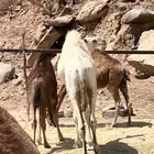 قعدان بلدي