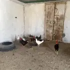 دجاج بلدي أصيل