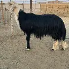 خروف نجدي فحل