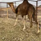 خلفه حمرا دهما ب 7200 تم البيع