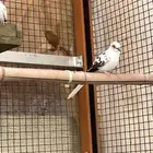 ذكر يمام ايرق