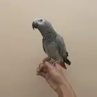 كاسكو اليفه انثى