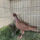 حمام دنش اناثي