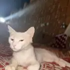 قطوه أليف للتبني لعوب الاسم مزنه العنايه غسيل كل جمعه فقط