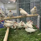 طيورزوبرا