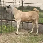 مشروع فحل بيشي