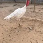 ديك رومي ابيض