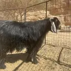 تيس فحل عارضي مشروط وحار