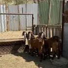 تيوس عوارض سمان ذبياح