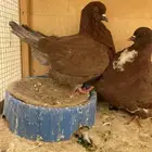 جوز حمام فرش توب لون قرمزي