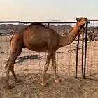 قعود احمر للبيع