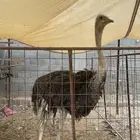نعامه افريقي