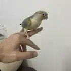 للبيع فرخ كنيور اخضر هدد داخلي ونشبه علي وشك ينفطم