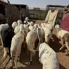سواكن مرابي