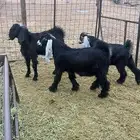 تيوس عوارض شحم