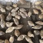 طيور سمان كريمي بياض