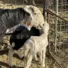 شاه نجديه خلفه متاومه