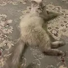بس للتبني الي يبيه علمني ويمدين اجيبه لك