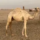 حشوان مفاريد فل شحم