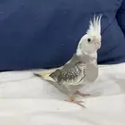 للبيع فرخ كروان غر هولندي محجل تم البيع