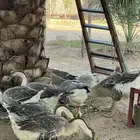 وز عراقي اصل وفصل