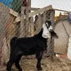تيس ذبيحه