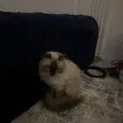 قطة