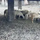 ضان متبيع ودفيع