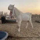 تيس فحل صنف