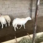 مشروع فحل