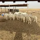 طليان حرية