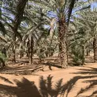 نخل متلبن من ثلاثه متر الى الربعه متر