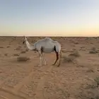 لقحه للبيع