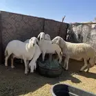 غنم حريه حيل