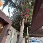 نخل نارجين فاخر وكبير ماشاء الله للبيع