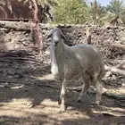 مشروع فحل