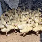 فروخ بكيني