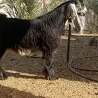 تيس عارضي مشروع فحل
