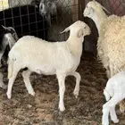طلي حري عمره شهرين ونص