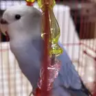 ببغاء روز عمر شهرين نهاية غر