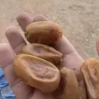 خلاص حساء كفو كفو اكبر حبة في السوق الدواسر ع السوم. 21كليو