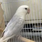 روز انث منتجه