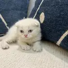 سكوتش فولد بيور تبني