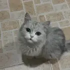 قطه ضائعه بحي الريان