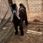 تيس عمره 7 شهور مخصي مشروط سمين و الصحه ممتازه