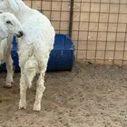 خروف حري فوق 5 شهور