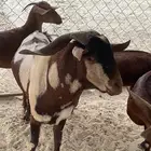 الموقع (ثلوث المنظر)